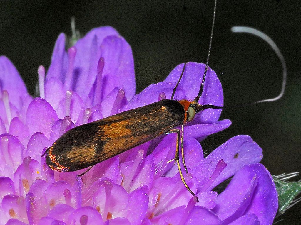 Adelidae da id.